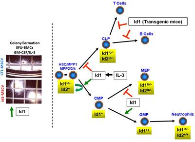 Inhibitor of DNA binding proteins revealed as orchestrators of steady state, stress and malignant hematopoiesis